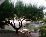 A summer evening under the almond tree